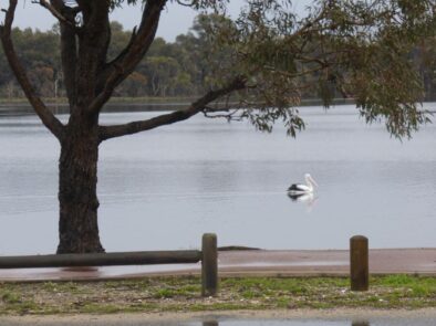 P1060682 Archival image from Scotts Australia