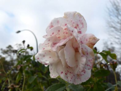 P1060719 Archival image from Richgro – Black Marvel Premium Rose Food