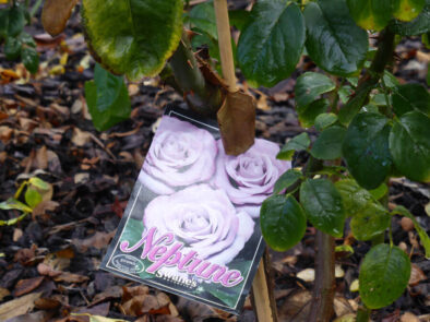 P1060721 Archival image from Richgro – Black Marvel Premium Rose Food
