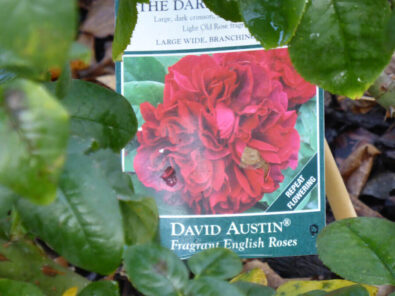 P1060724 Archival image from Richgro – Black Marvel Premium Rose Food
