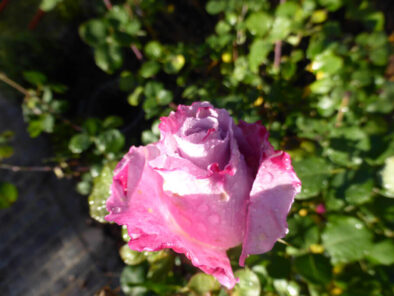 P1060729 Archival image from Richgro – Black Marvel Premium Rose Food