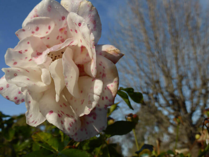 P1060738 Archival image from Richgro – Black Marvel Premium Rose Food