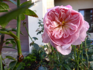 P1060740 Archival image from Richgro – Black Marvel Premium Rose Food