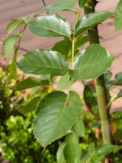 P1060754 Archival image from Richgro – Black Marvel Premium Rose Food