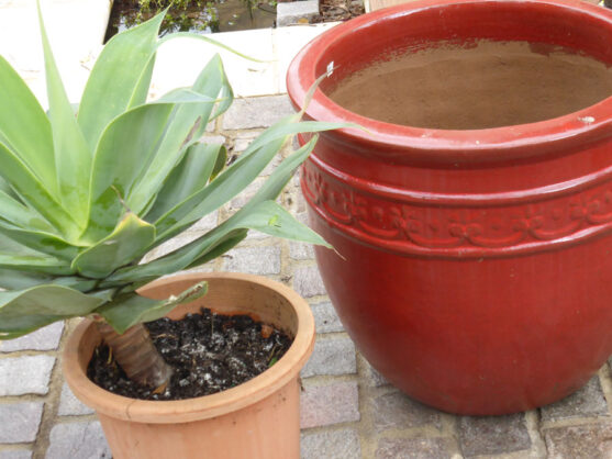 p1060772 Archival image from Richgro – Seasol Potting Mix