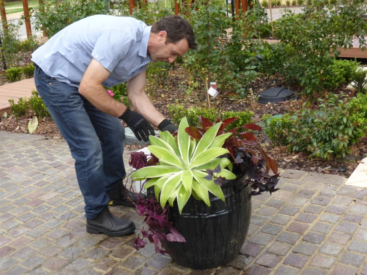 p1060778 Archival image from Richgro – Seasol Potting Mix