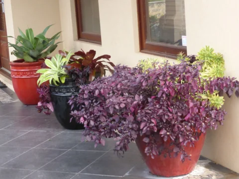 p1060780 Archival image from Richgro – Seasol Potting Mix