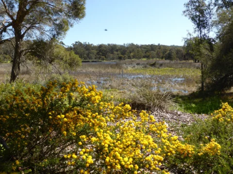 P1070138 Archival image from Empire – Perry Lakes