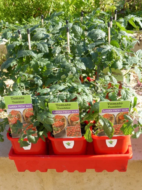 p1070318 Archival image from Scotts Australia – Pure Organic Compost & Soil Improver
