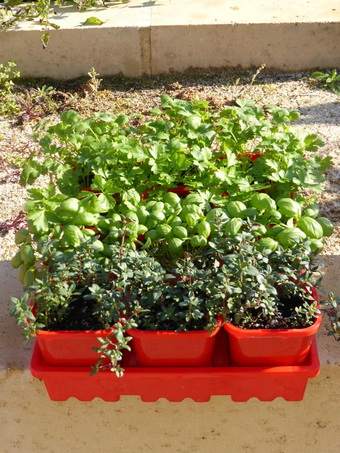 p1070324 Archival image from Scotts Australia – Pure Organic Compost & Soil Improver