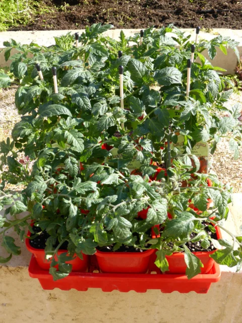 p1070329 Archival image from Scotts Australia – Pure Organic Compost & Soil Improver