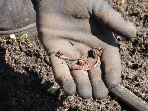 p1070345 Archival image from Scotts Australia – Pure Organic Compost & Soil Improver