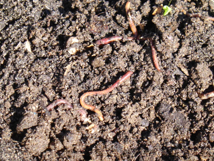 p1070346 Archival image from Scotts Australia – Pure Organic Compost & Soil Improver