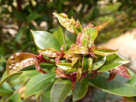 p1070781 Archival image from Richgro – Bug Killer
