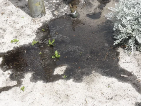 p1070900 Archival image from Seasol – Super Soil Wetter & Conditioner
