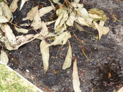 p1070909 Archival image from Seasol – Super Soil Wetter & Conditioner