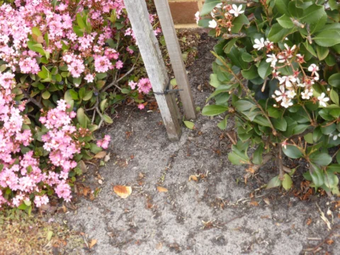 p1070910 Archival image from Seasol – Super Soil Wetter & Conditioner