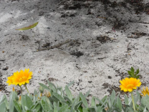 p1070911 Archival image from Seasol – Super Soil Wetter & Conditioner