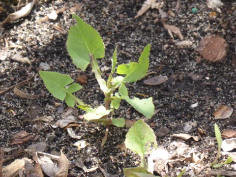 p1070789 Archival image from Richgro – Beat-A-Weed Natural Weedkiller