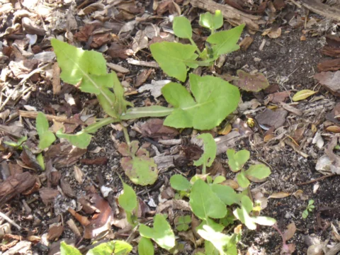 p1070790 Archival image from Richgro – Beat-A-Weed Natural Weedkiller