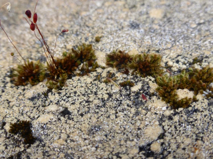 p1070804 Archival image from Richgro – Beat-A-Weed Natural Weedkiller
