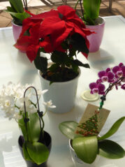 P1080968 Archival image from Gardening Christmas Gift Ideas