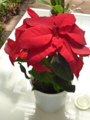 P1080972 Archival image from Gardening Christmas Gift Ideas