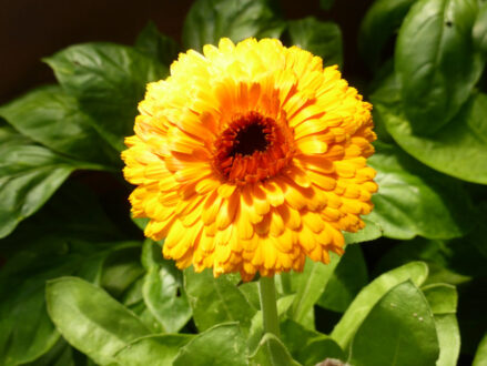 P1080984 Archival image from Gardening Christmas Gift Ideas