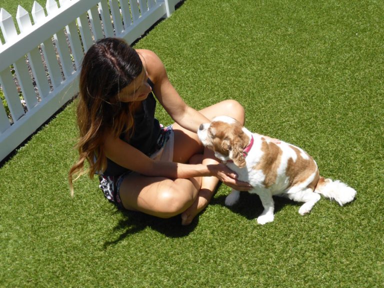 All Seasons Synthetic Turf