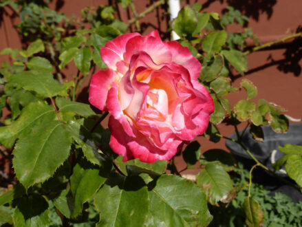 P1100980 Archival image from Richgro