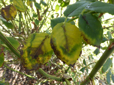 P1100988 Archival image from Richgro