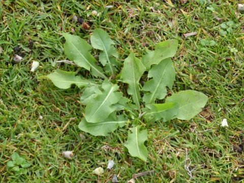 Archival image from Jim’s Mowing – Managing Weeds