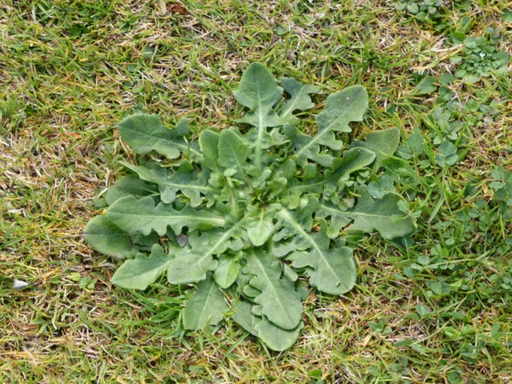 Archival image from Jim’s Mowing – Managing Weeds