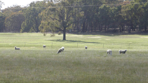 P1110908 Archival image from Wandoo Valley Estate – Mark Hay Realty Group