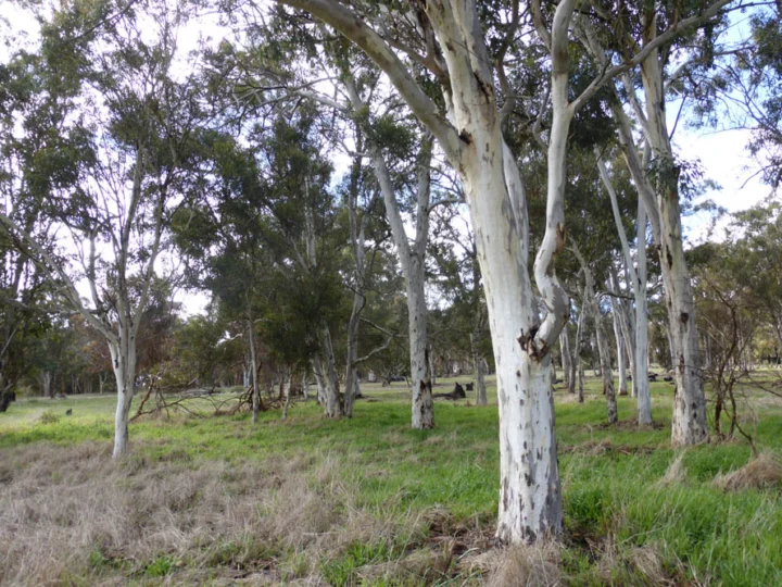 P1110923 Archival image from Wandoo Valley Estate – Mark Hay Realty Group