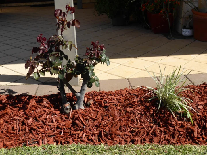 P1110975 Archival image from Slab & Garden City – Mulching