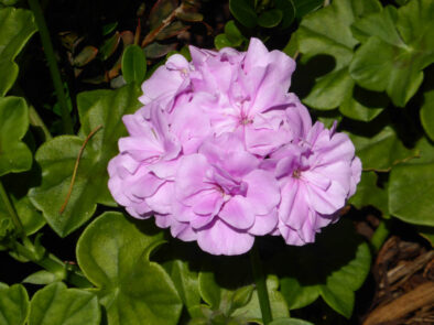 Archival image from Seasol Number 1