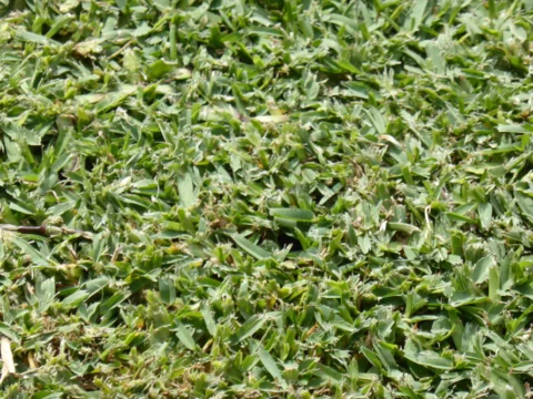 P1120335 Archival image from Scotts Australia – Lawn Fertiliser