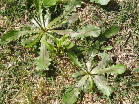 Archival image from Scotts Australia – Weed & Feed