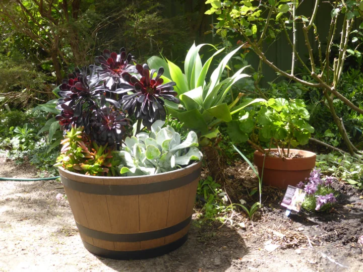 P1120992 Archival image from Scott’s Australia – Osmocote Controlled Release Plant Starter