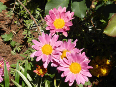 P1130257 Archival image from Scott’s Australia – Boost & Feed