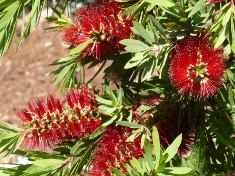 P1130260 Archival image from Scott’s Australia – Boost & Feed