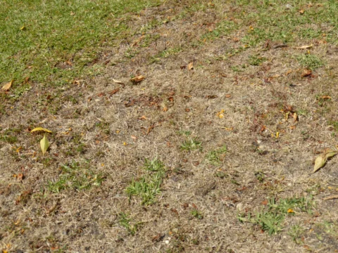 P1130503 Archival image from Seasol – Super Soil Wetter with Seasol