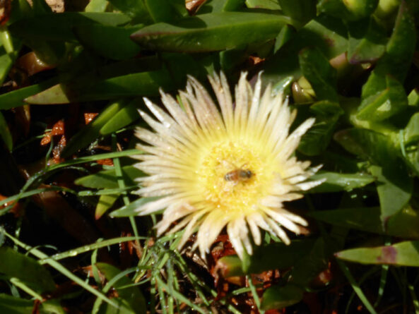 P1130530 Archival image from Seasol – Super Soil Wetter with Seasol