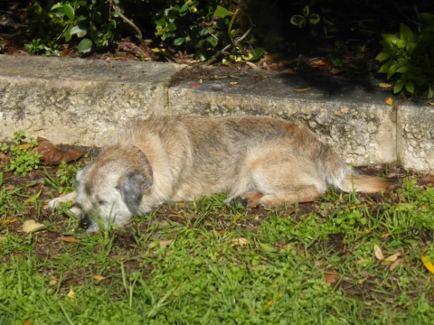 P1150968 Archival image from Scotts – Bindi