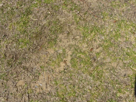 P1160482 Archival image from Scotts Australia