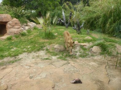P1160527 Archival image from Midland Brick – Perth Zoo – Community Support