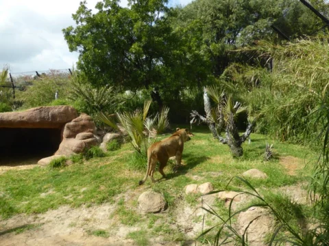 P1160532 Archival image from Midland Brick – Perth Zoo – Community Support