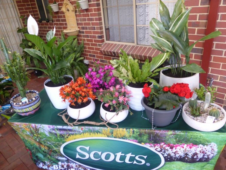 Scotts Australia