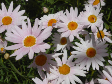 P1200584 Archival image from Scott’s Australia – Osmocote Organics